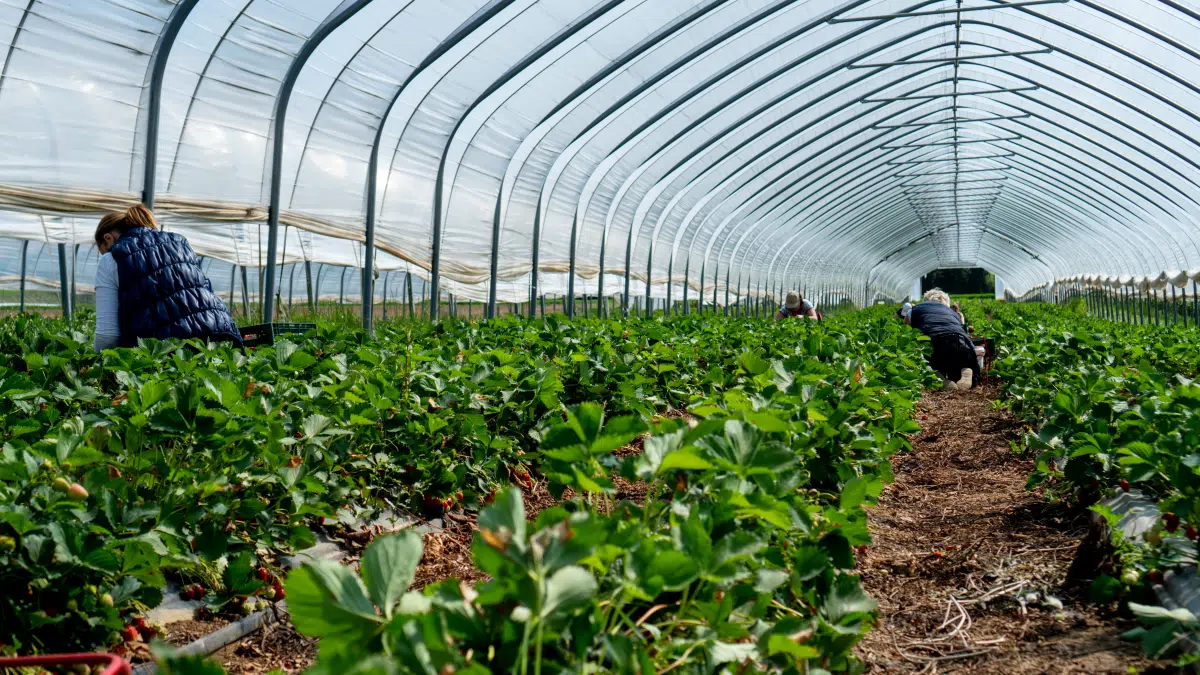 Organic strawberry farm greenhouse