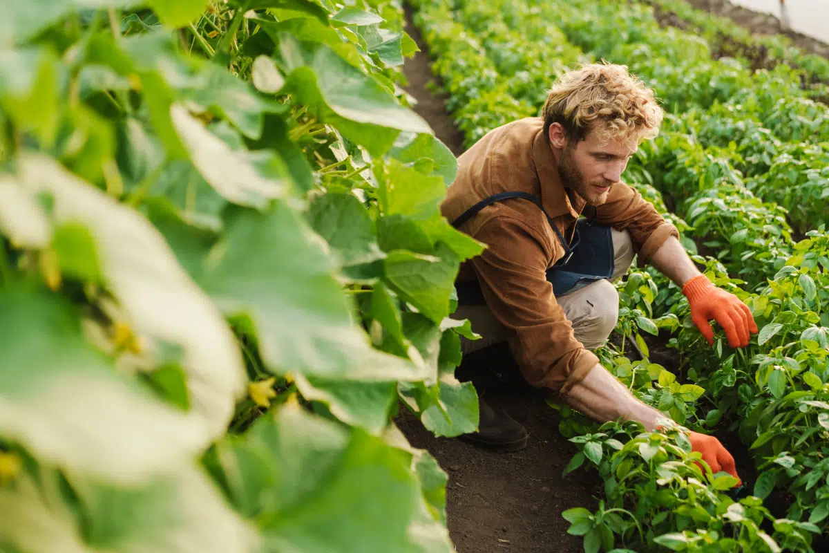 Produce farmer working in a greenhouse