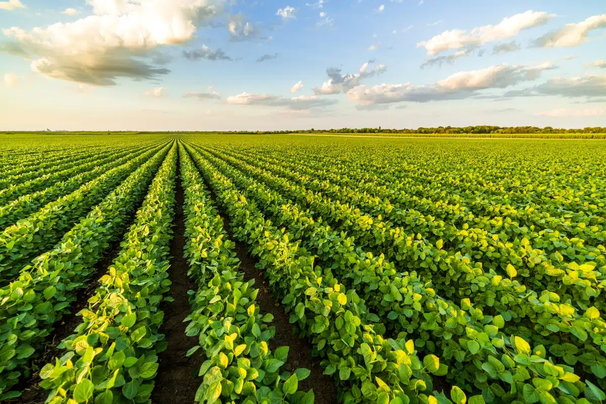 Soybean field